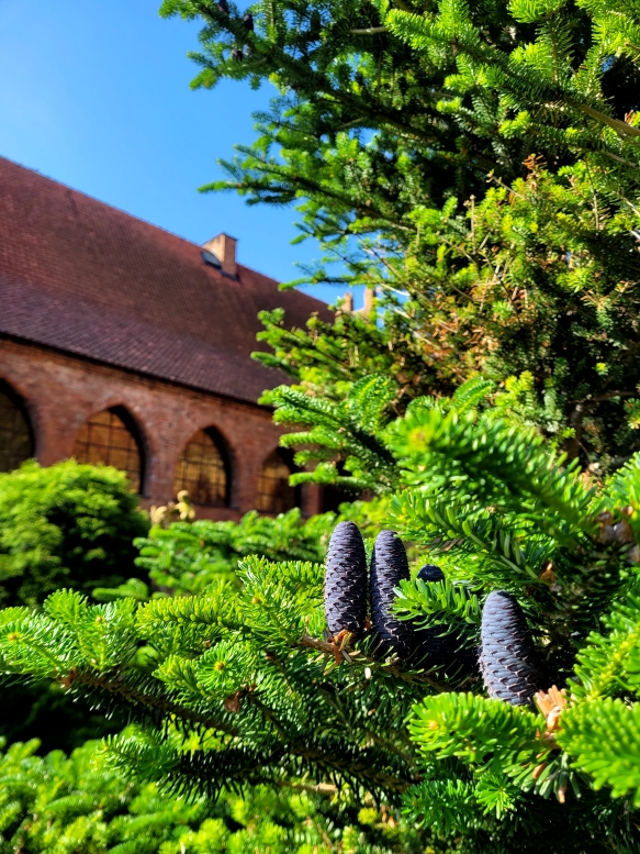 zieleń przy kolegiacie w Dobrym Mieście