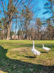 Gęsi w skansenie w Olsztynku